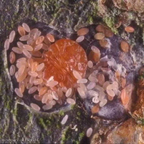 thumbnail for publication: White Peach Scale, Pseudaulacaspis pentagona (Targioni) (Insecta: Hemiptera: Diaspididae)